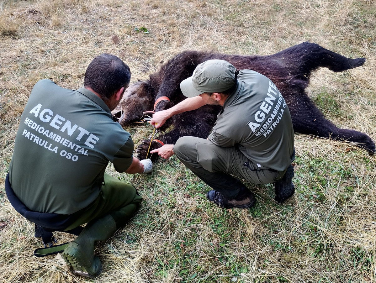 Oso muerto lazo furtivo fundacion oso pardo