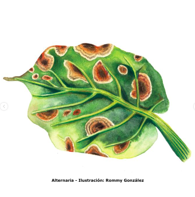 Alternaria Rommy Gonzau0301lez
