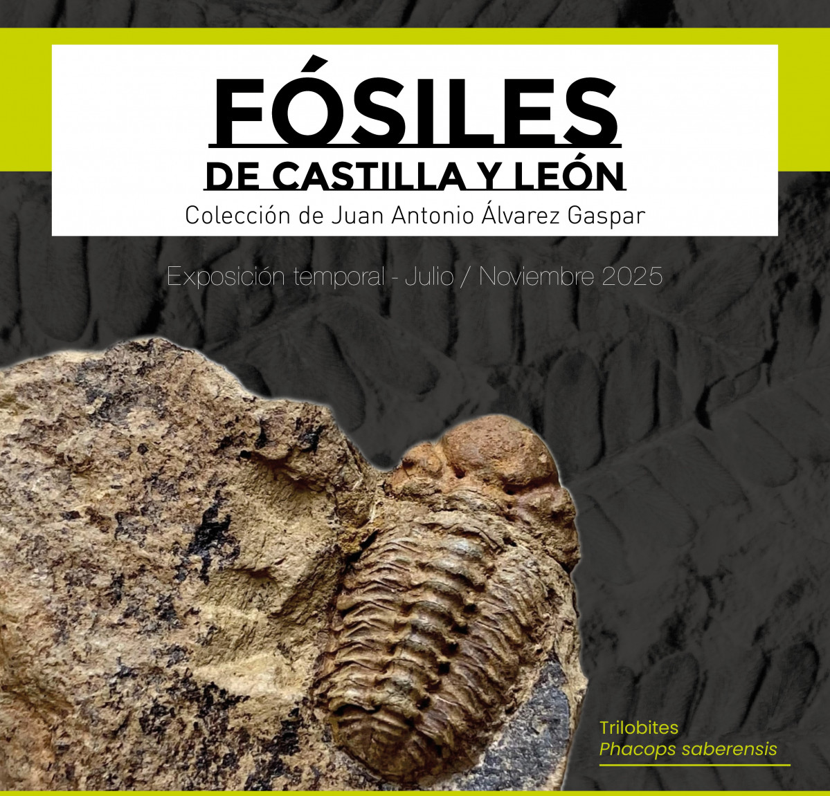 Fu00f3siles de Castilla y Leu00f3n web
