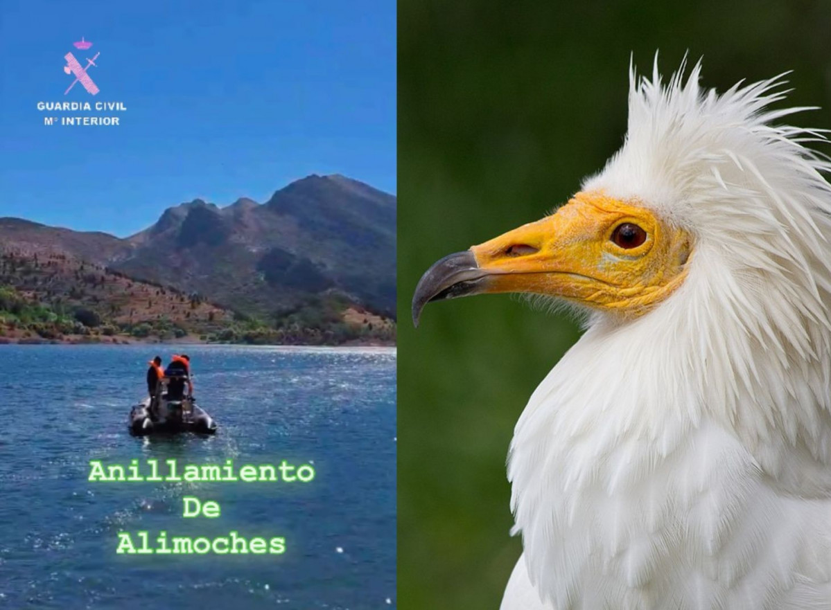 Anillamiento alimoches embalse de barrios de luna