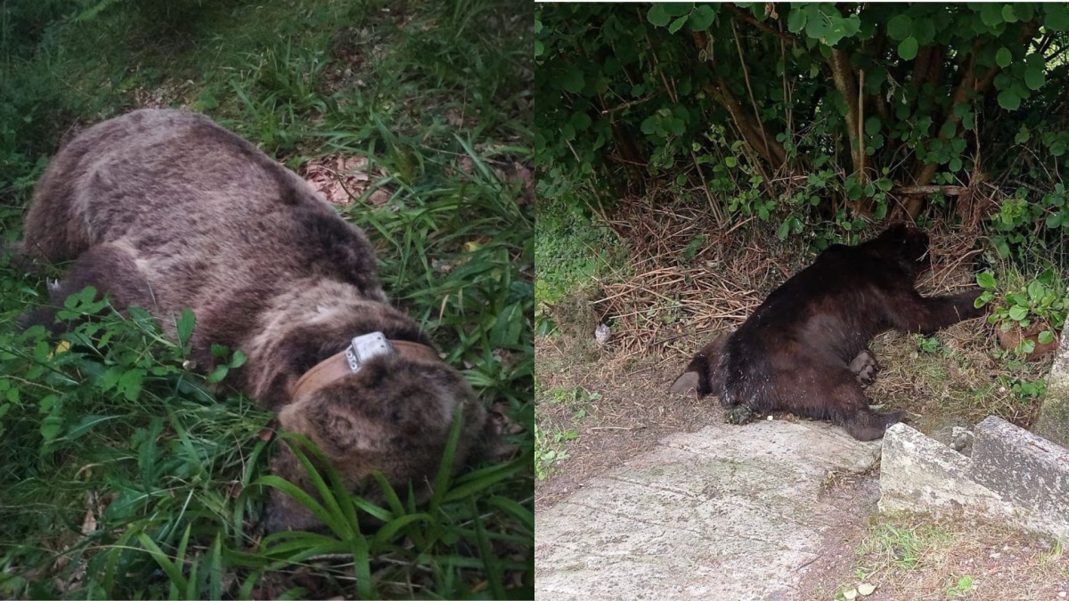 Osos muertos somiedo principado de asturias