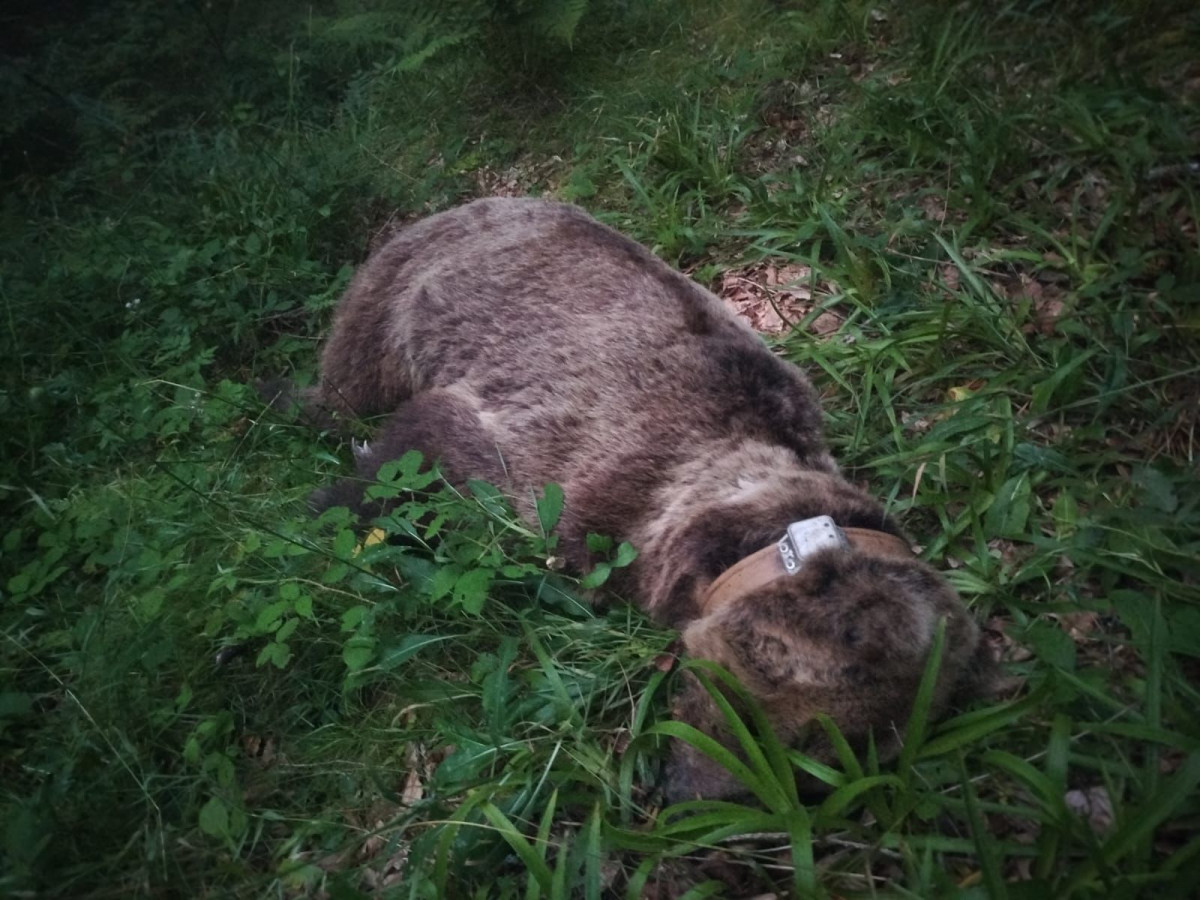 Oso muerto somiedo principado de asturias  (2)