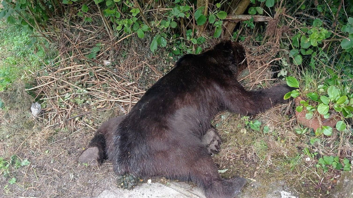 Oso muerto somiedo principado de asturias  (3)