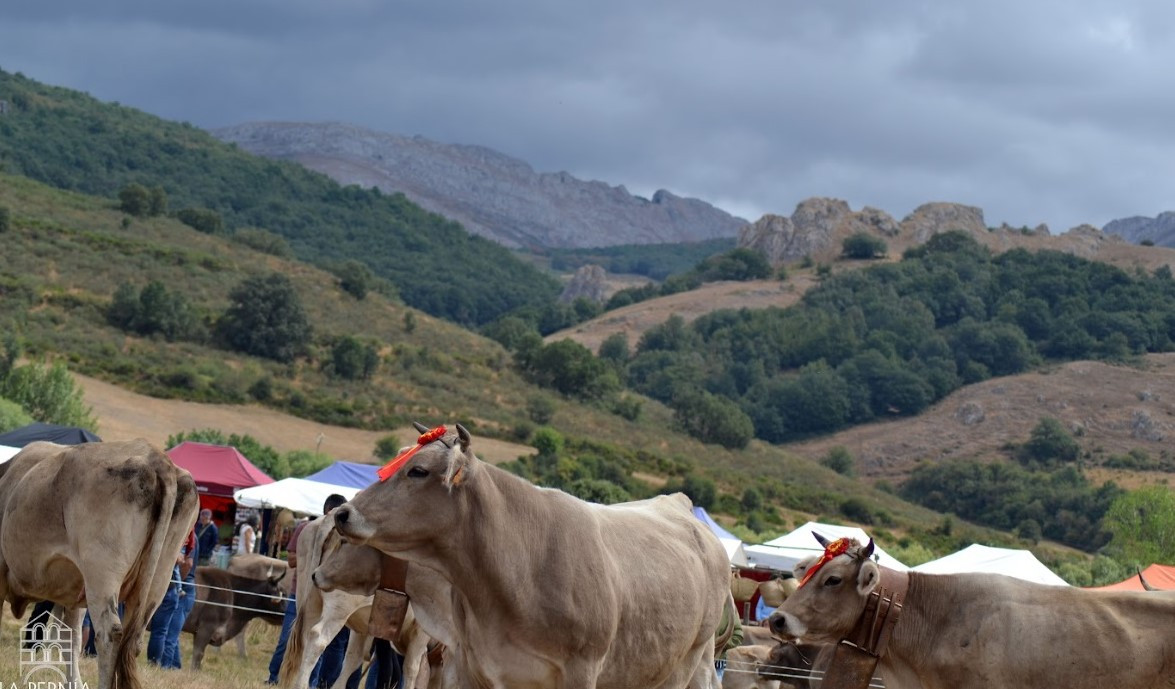 Feria san bernardo 2025 la pernia 6