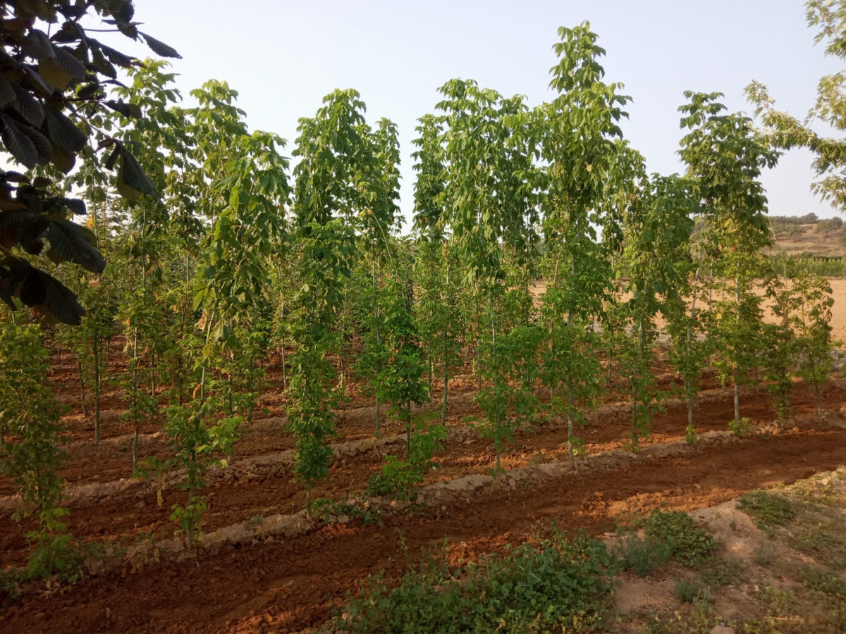 Vivero 1