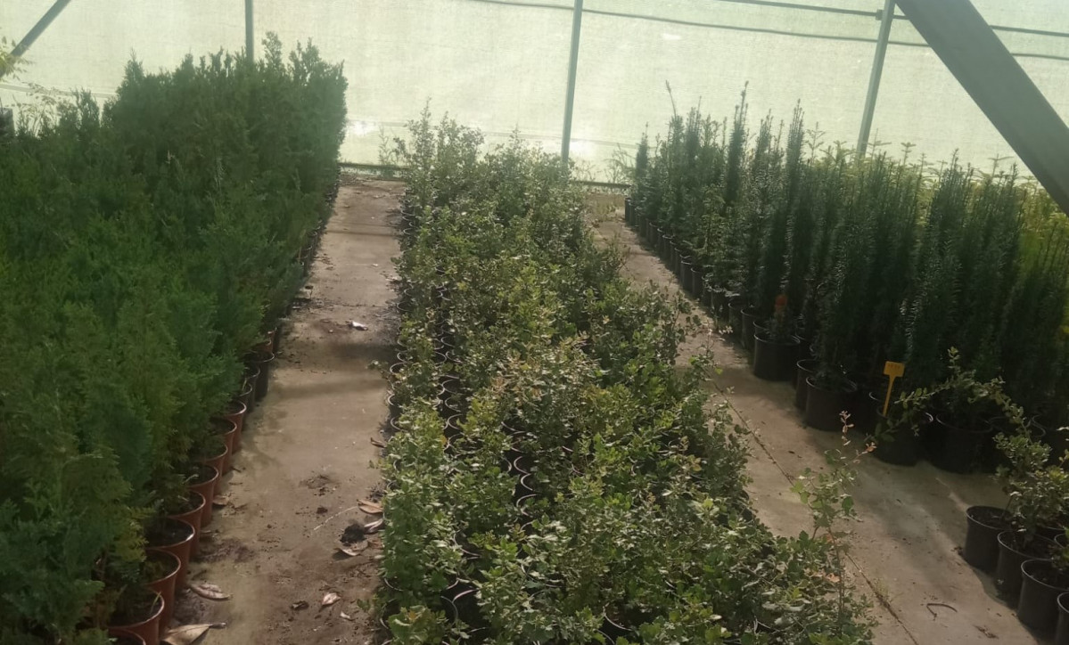 Vivero 2