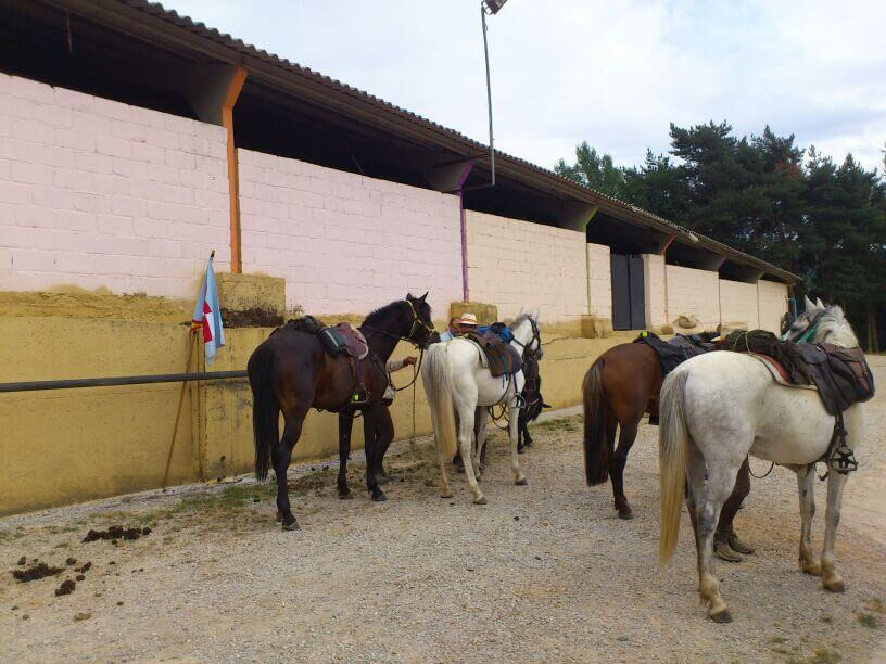 CABALLOS20