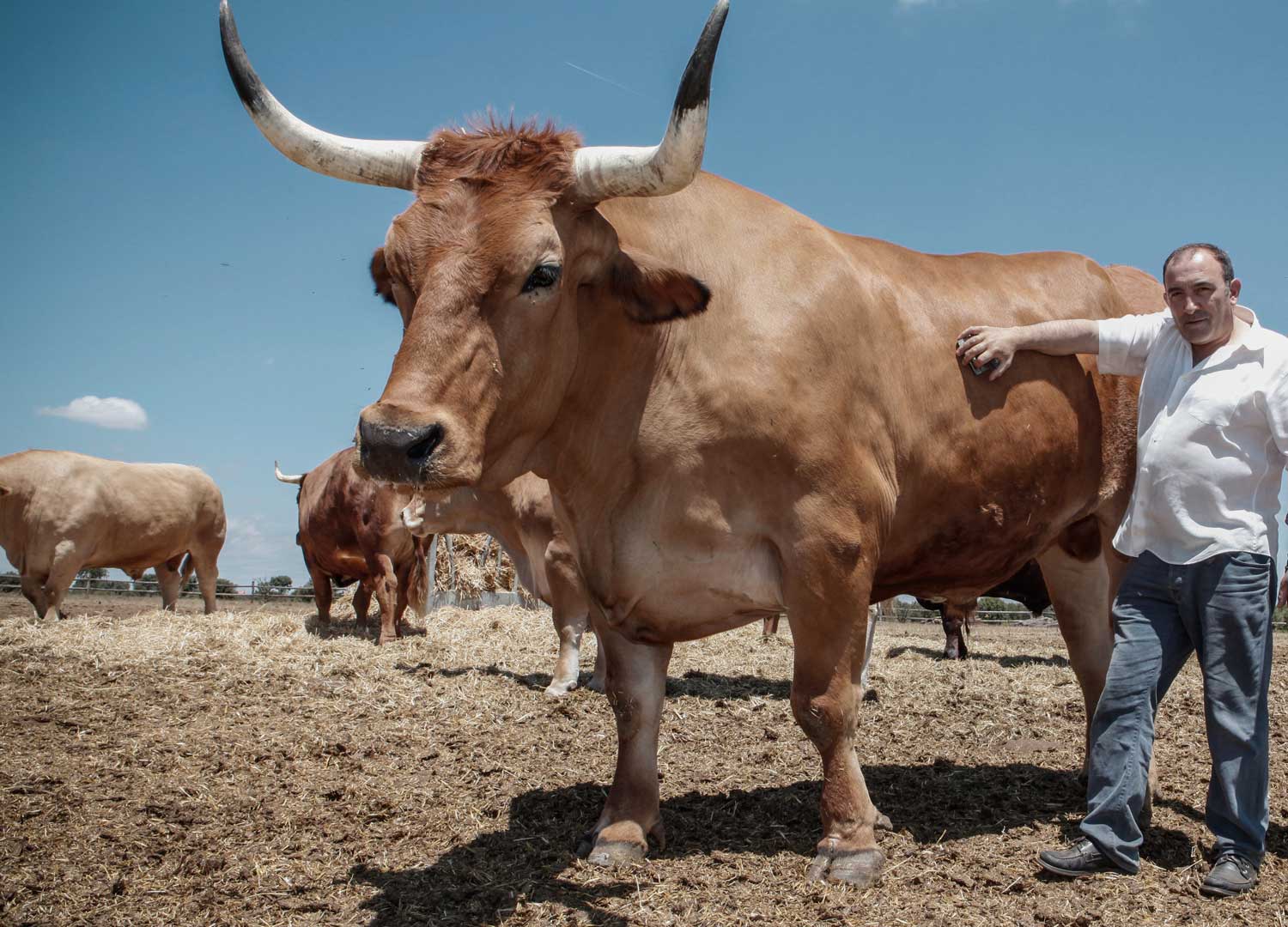 El Capricho La Mejor Carne De Buey Del Mundo Niega Las Polémicas Sobre Su Carne